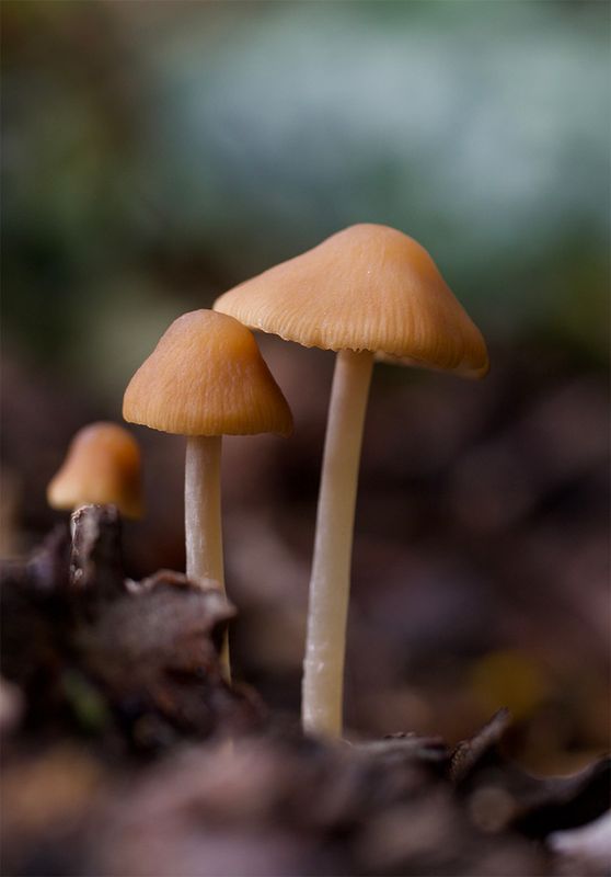 Psathyrella conopilus
