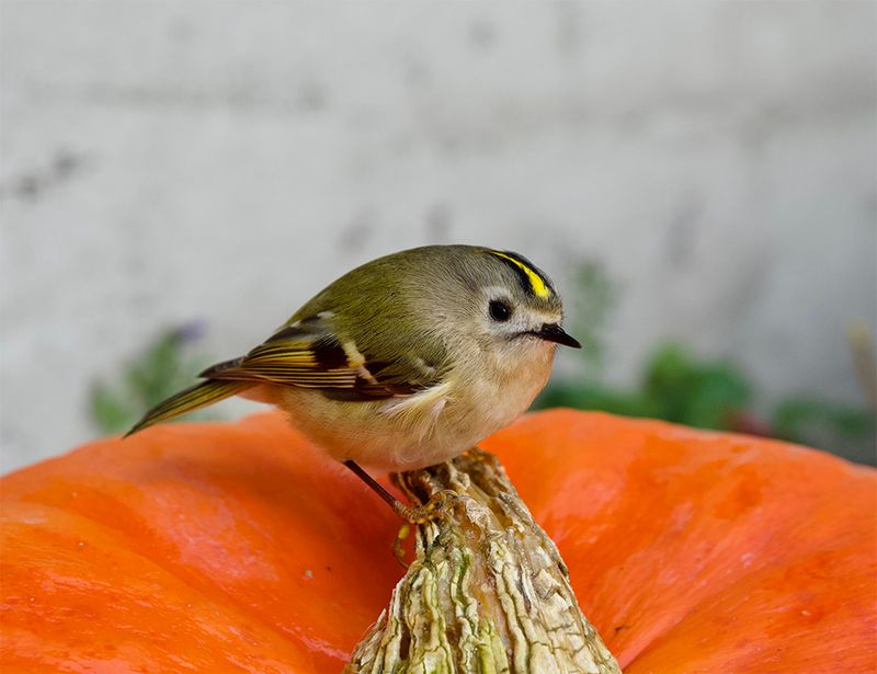 Goldcrest 
