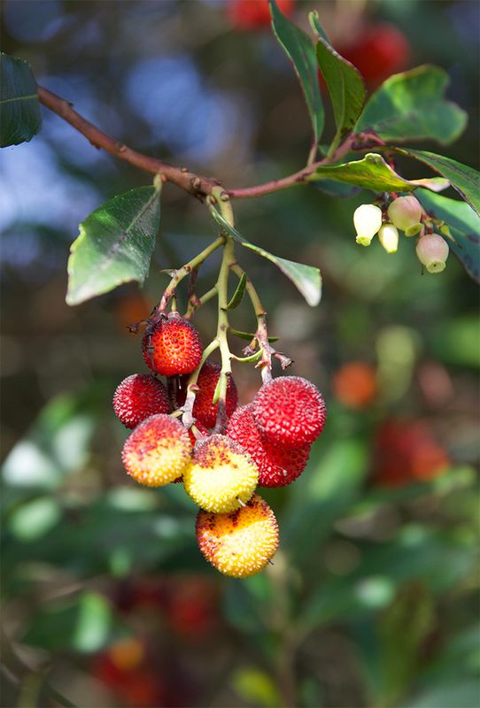 Arbutus unedo