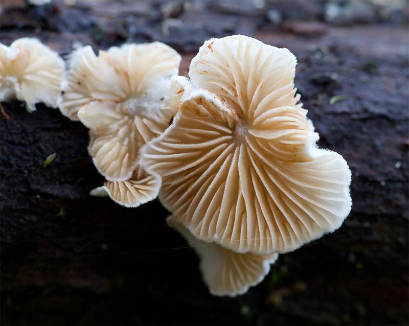 Crepidotus