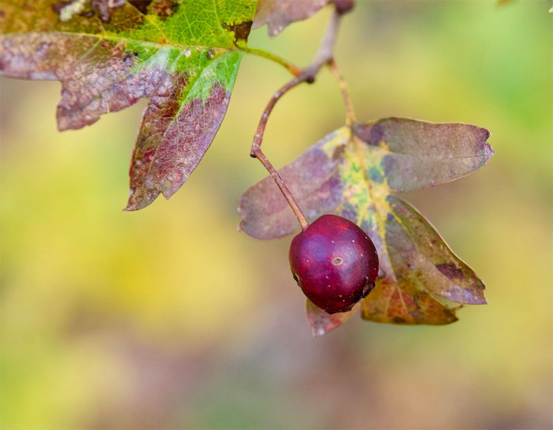 Hawthorn