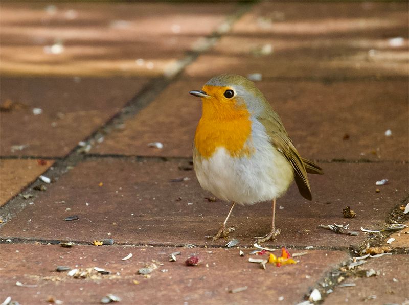 Robin 