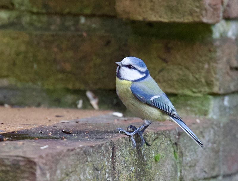 Blue Tit 