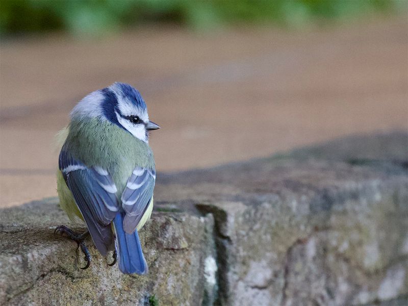 Blue Tit 