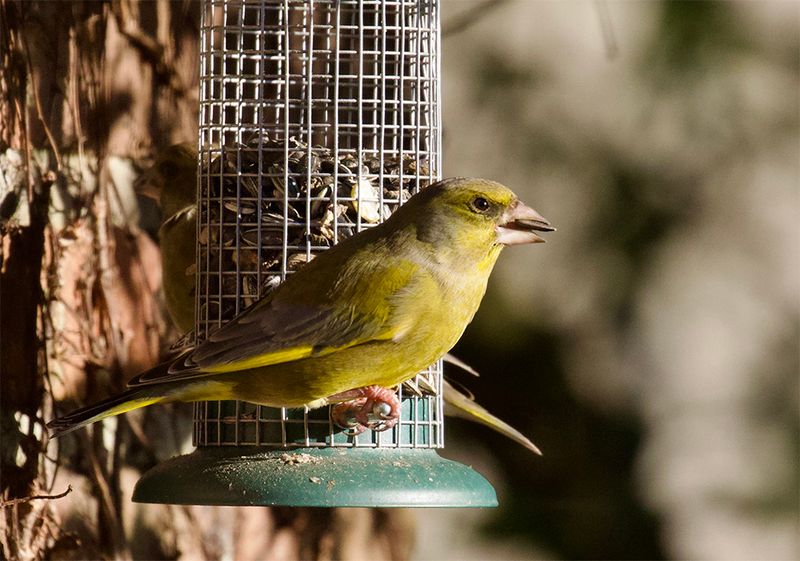 Greenfinch (male) 