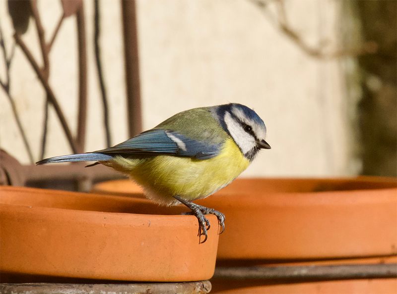 Blue Tit 