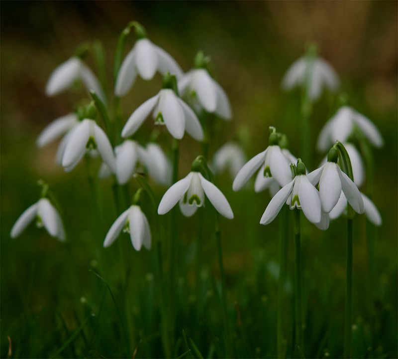 Galanthus nivalis 
