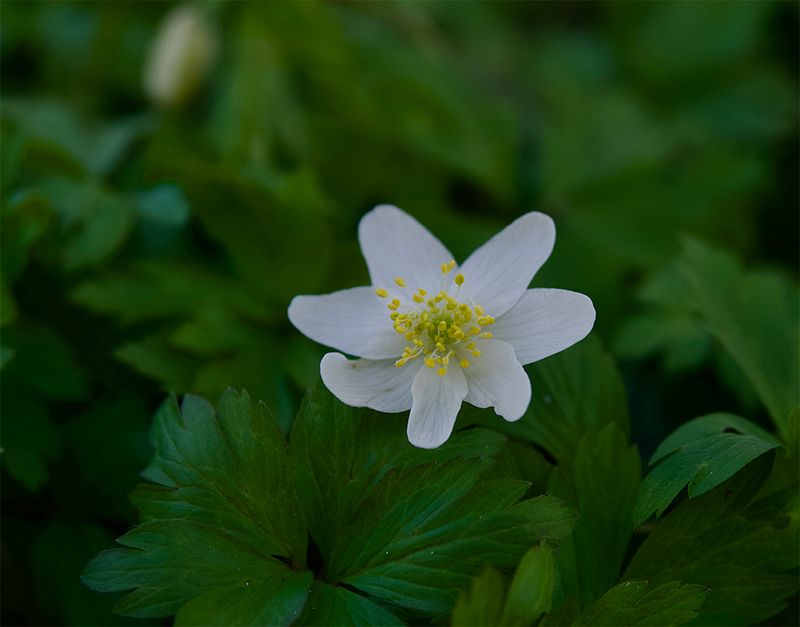 Anemone nemorosa 