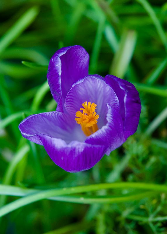 Crocus vernus