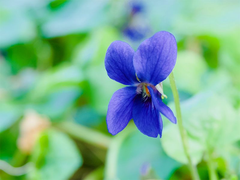Viola odorata 