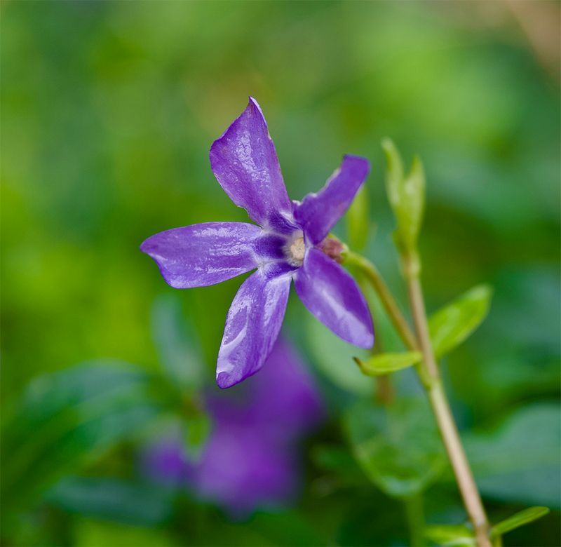 Vinca minor 