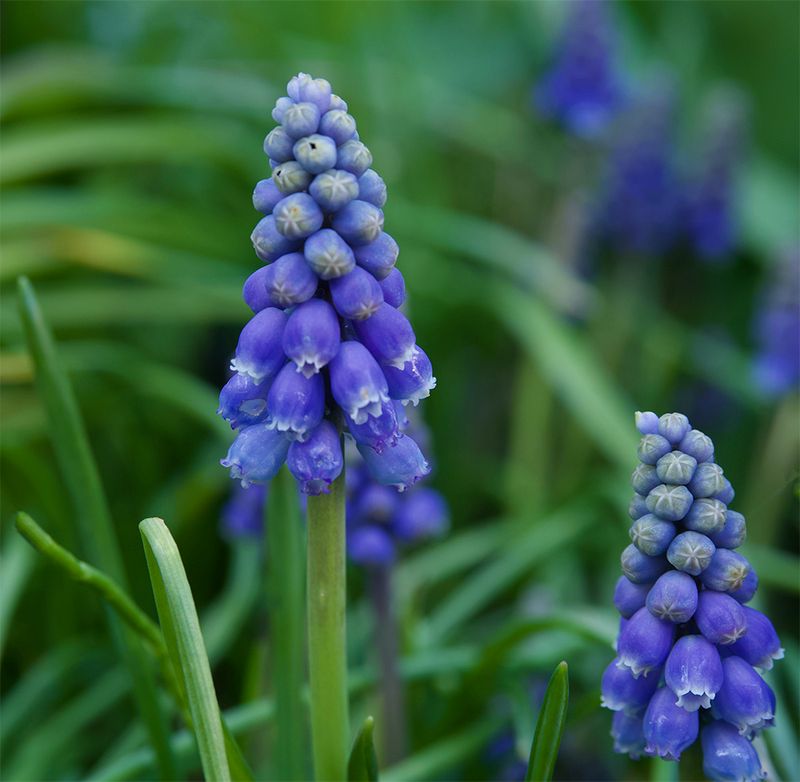 Muscari botryoides