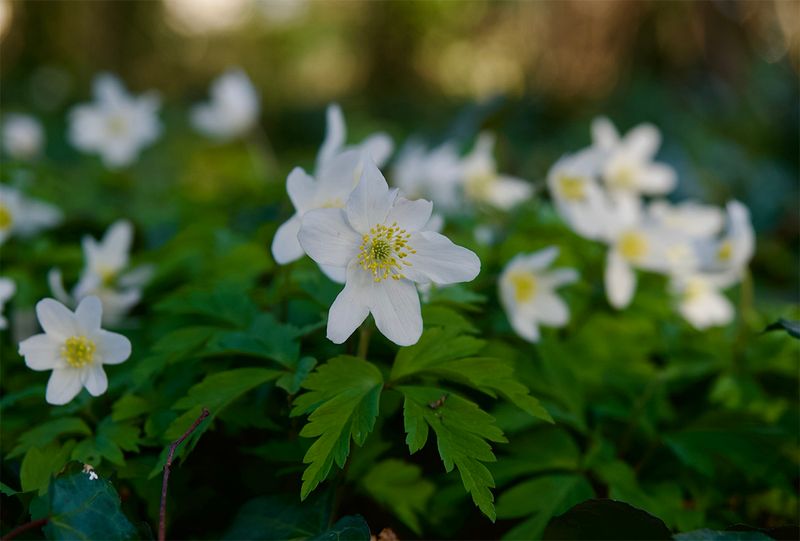 Anemone nemorosa 