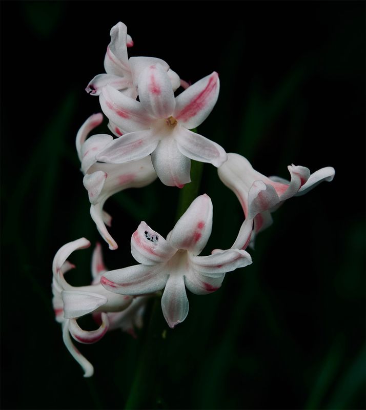 Hyacinth