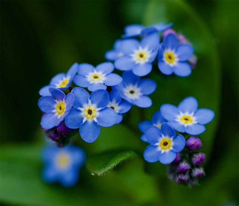 Myosotis sylvatica 