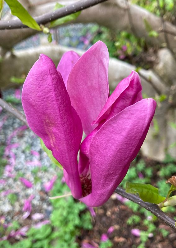 Magnolia