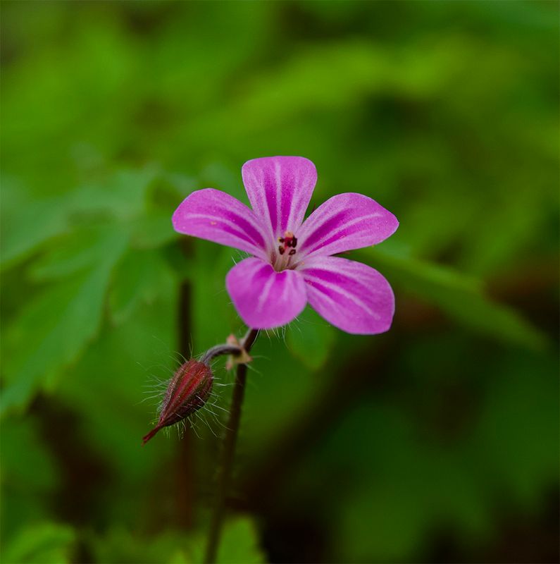Geranium robertianum 