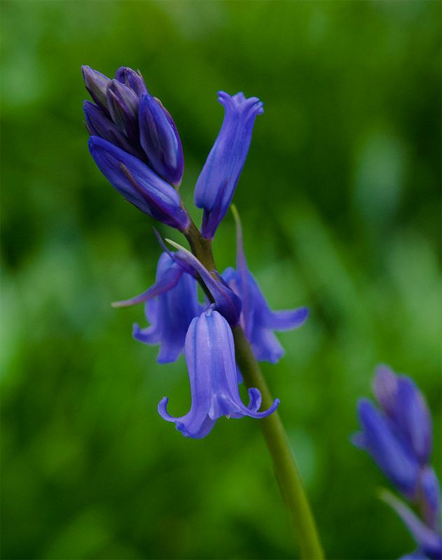 Hyacinthoides hispanica 