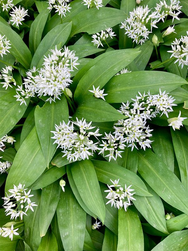 Allium ursinum 