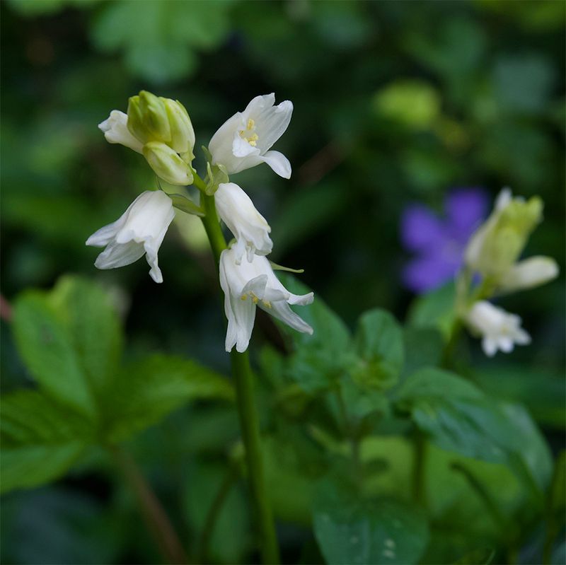Hyacinthoides hispanica 