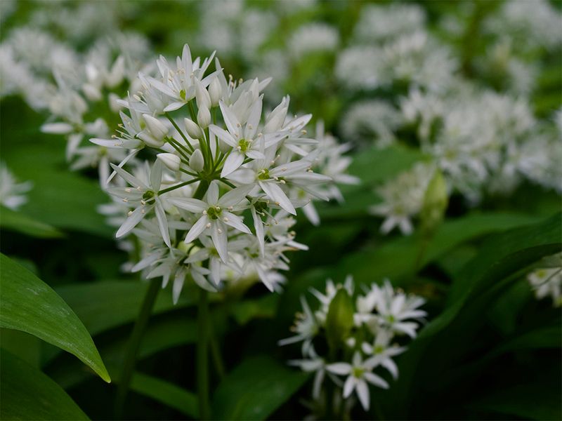Allium ursinum  