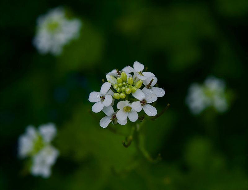 Alliaria petiolata 