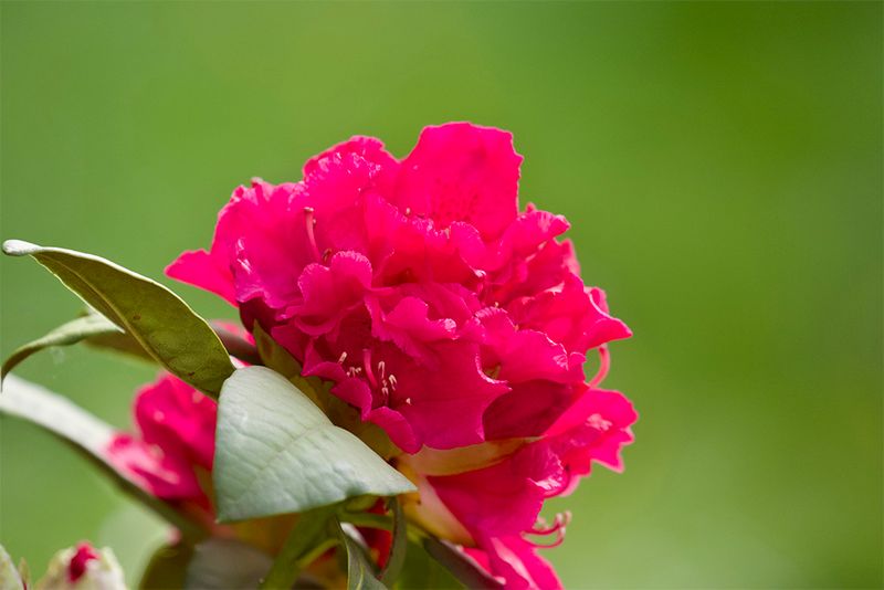 Rhododendron