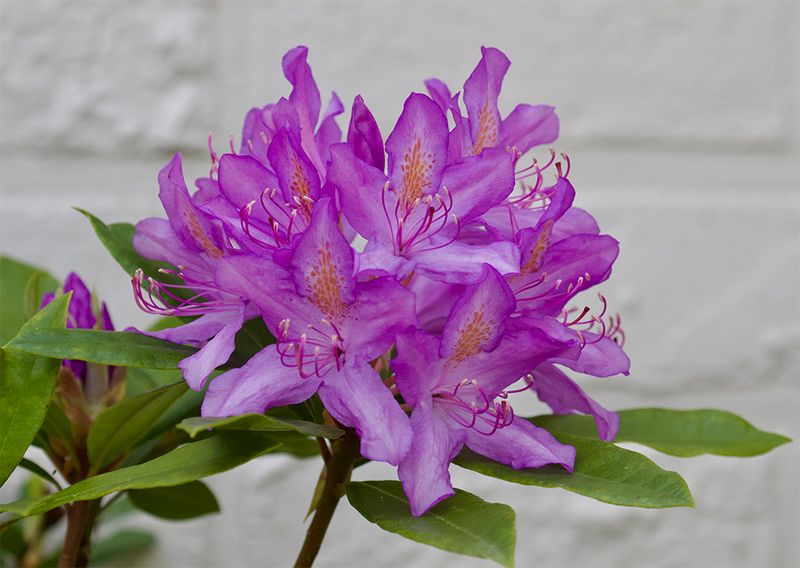 Rhododendron