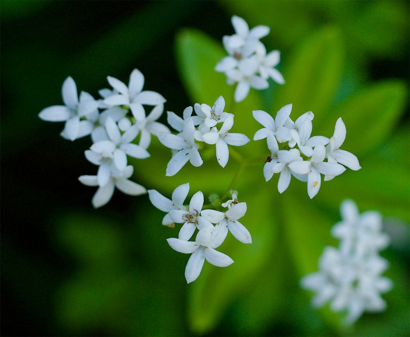 Galium odoratum