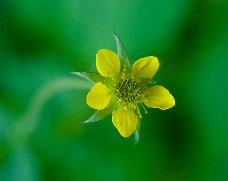 Geum urbanum