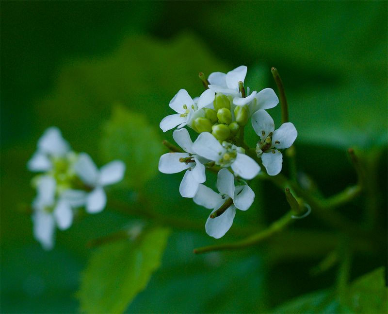 Alliaria petiolata 