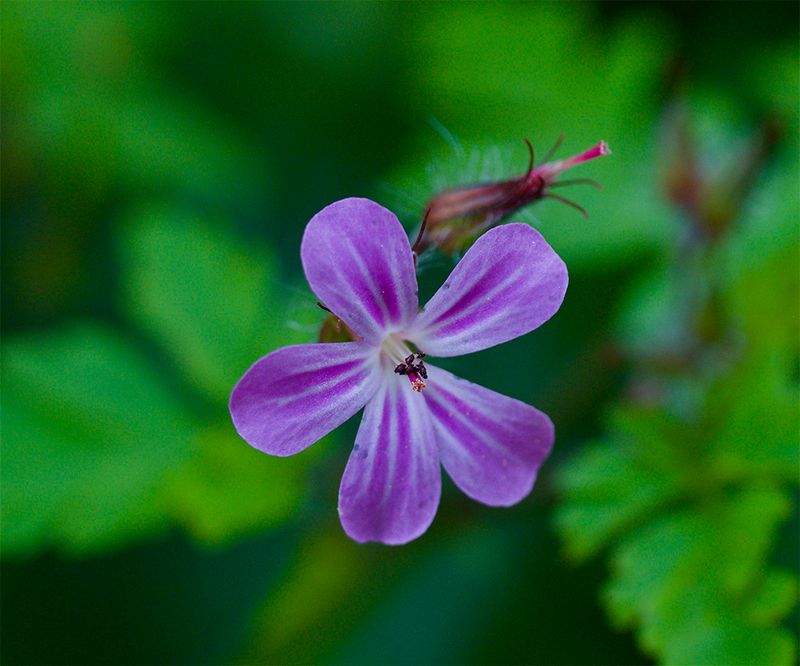 Geranium robertianum 