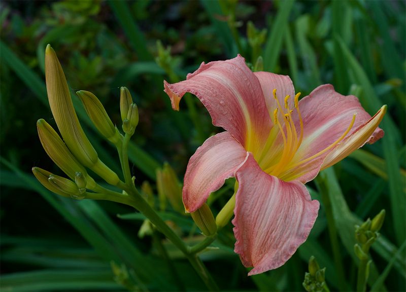 Hemerocallis 