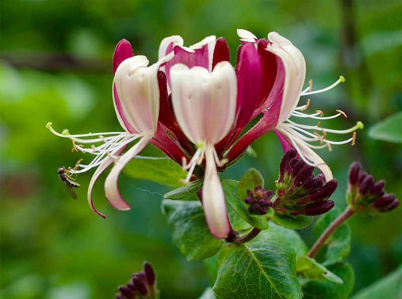 Lonicera caprifolium 