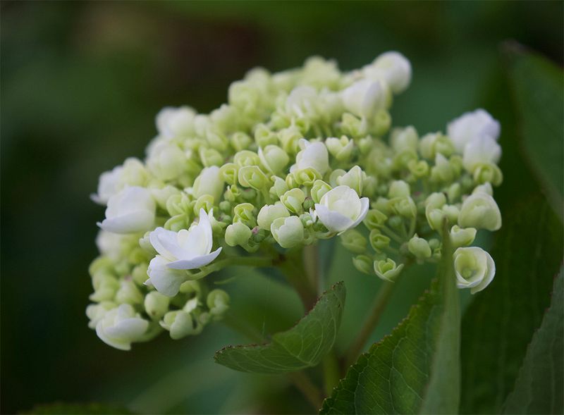 Hydrangea 