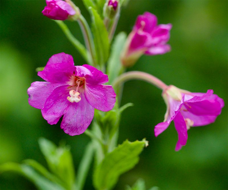 Epilobium hirsitum 