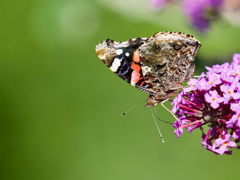 Vanessa atalanta 