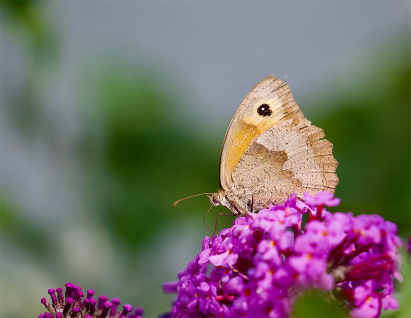 Maniola jurtina 