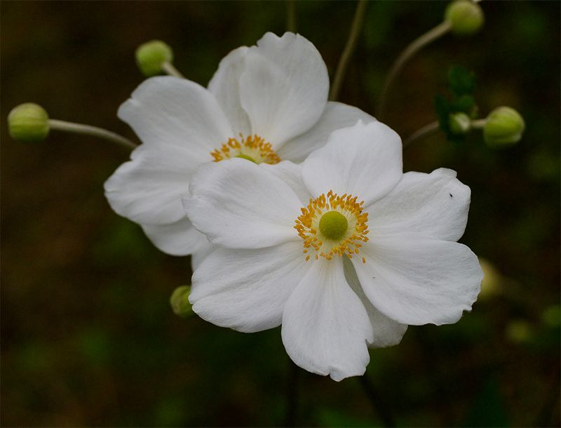 Anemone