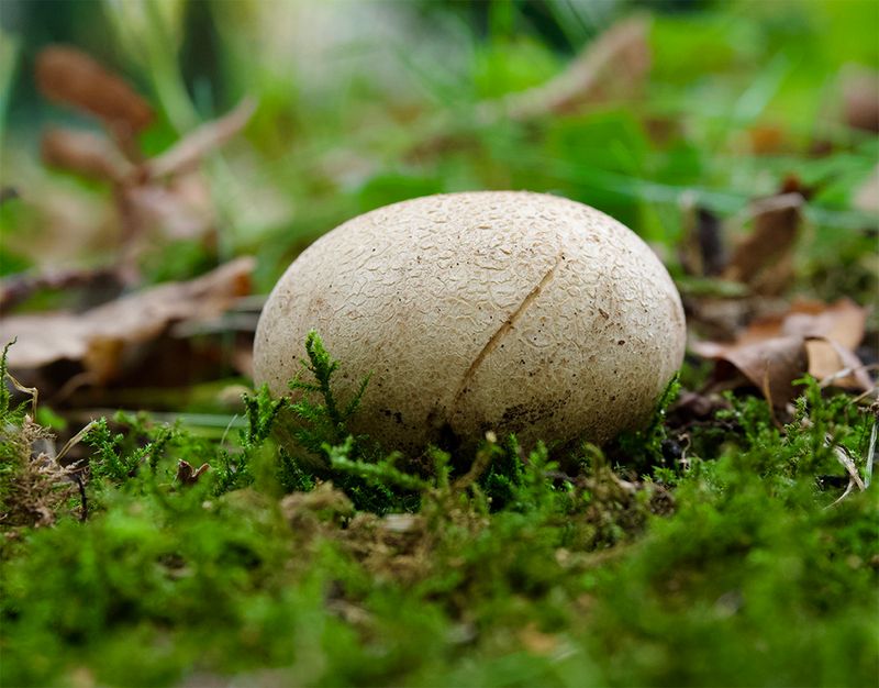 Scleroderma citrina