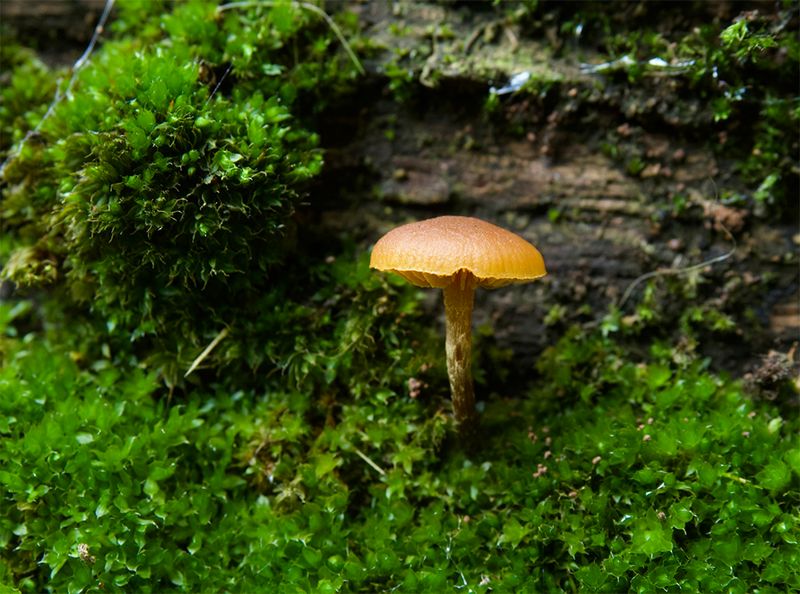 Galerina spec.