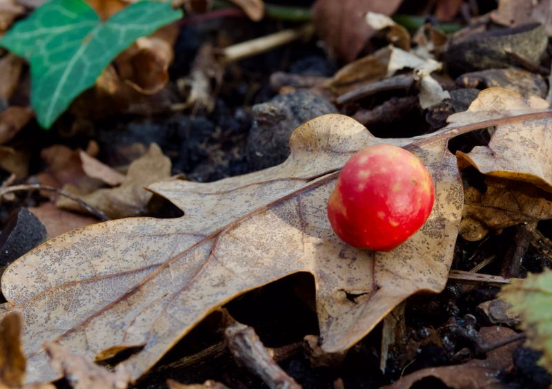 Oak apple