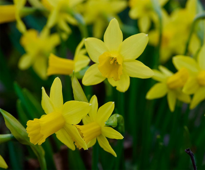 Daffodil
