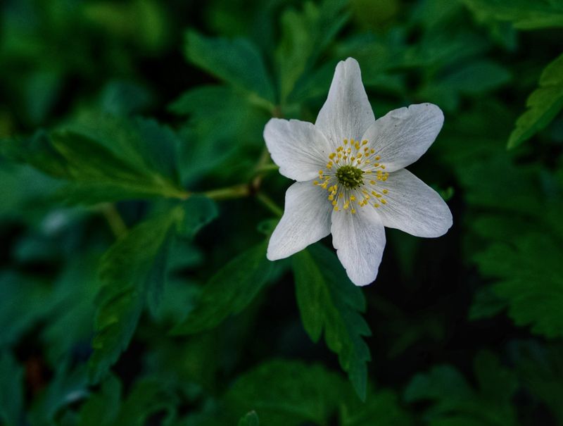 Anemone nemorosa 