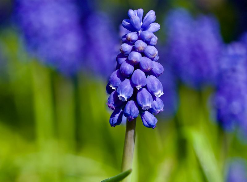 Muscari botryoides 