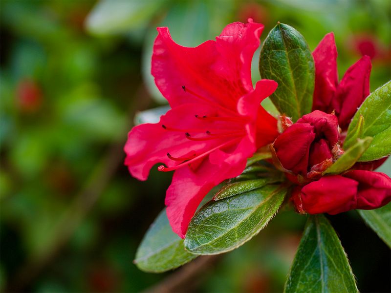 Azalea