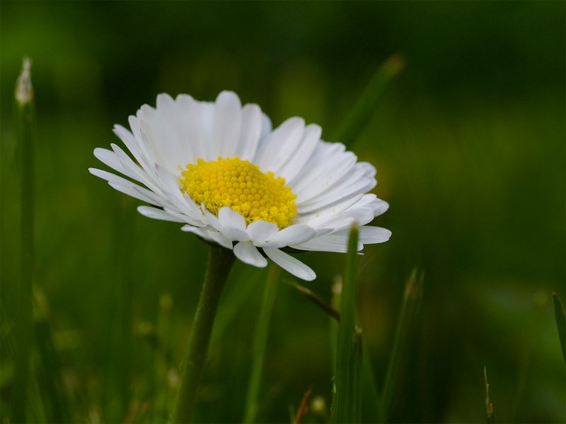 Bellis perennis 