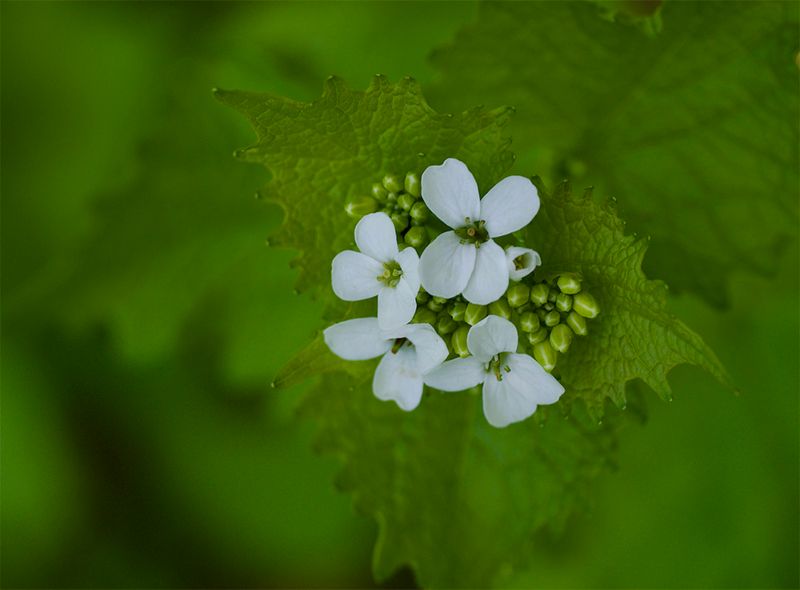 Alliaria petiolata 