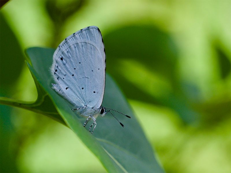 Celastrina argeolus 