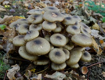 Armillaria ostoyae